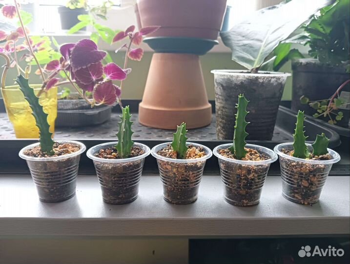 Оксалис, Церопегия, Ледебурия, Аглаонема, Лавр