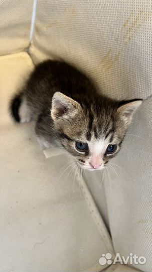 Котята в добрые руки бесплатно