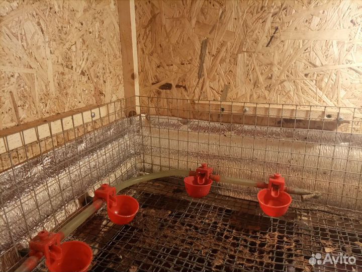 Клетка -брудер для цыплят,цыплята суточные