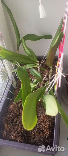 Орхидея очень редкая Cattleya Green Emerald