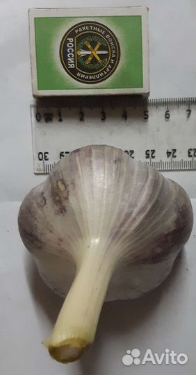 Чеснок сортовой