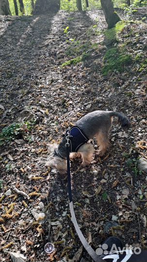 Йоркширский терьер вязка мальчик