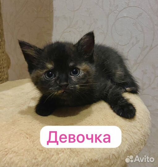 Котенок девочка в дар ответственным людям