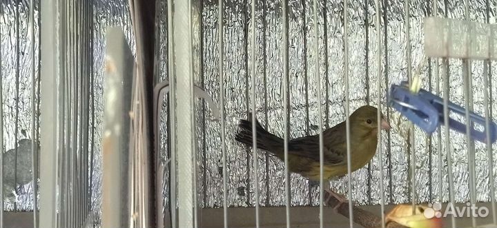 Канарейка зелёная