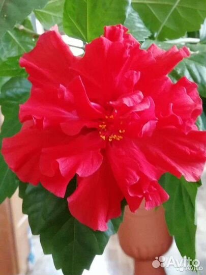 Гибискус Китайская роза