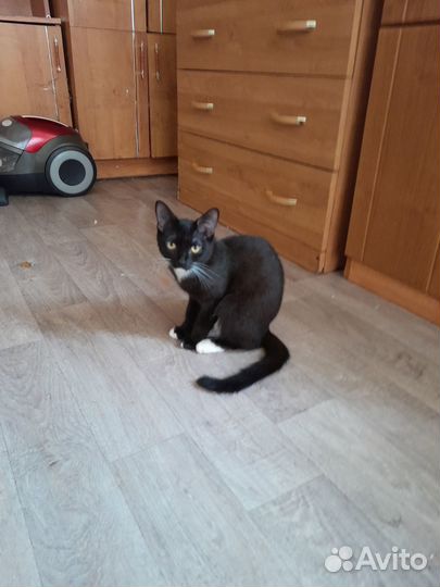 Котята в добрые руки даром