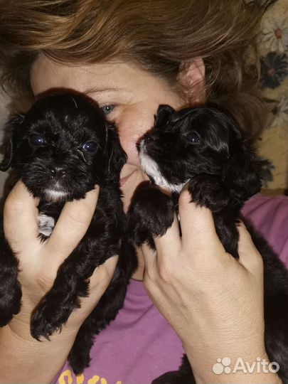 Кавапу щенки