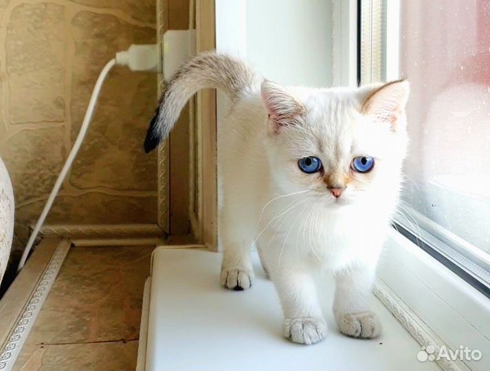 Шотландская шиншилла поинт