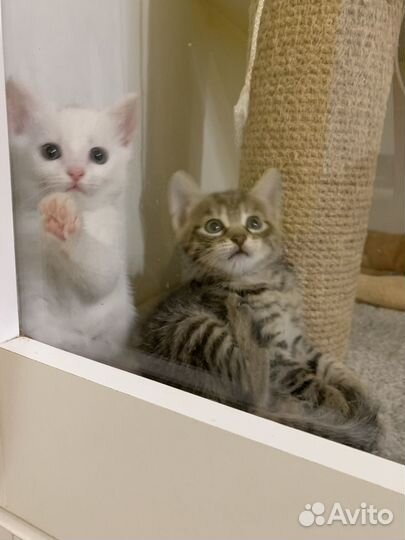 Котята мальчики