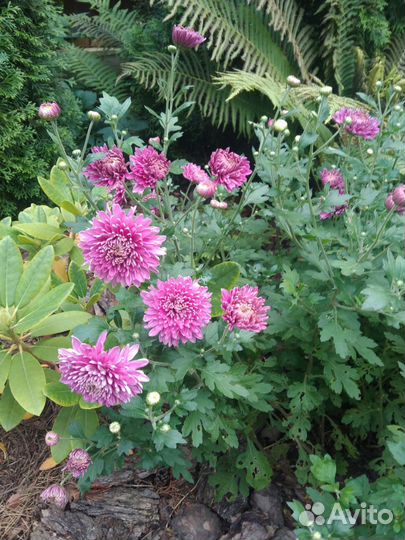 Хризантема кустовая