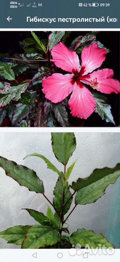 Растения для дома и сада