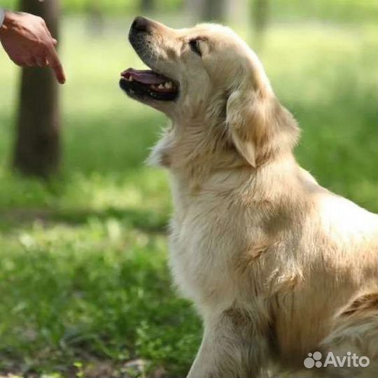 Дрессировка.Специалист по поведению собак,психолог