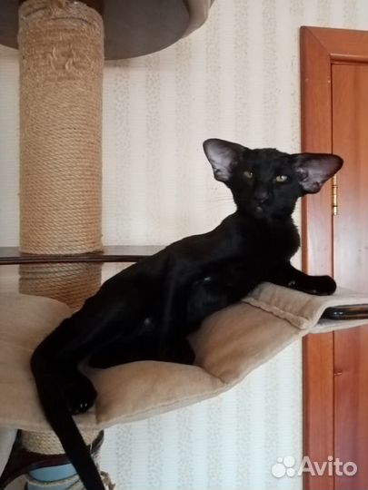 Ориентальные котята