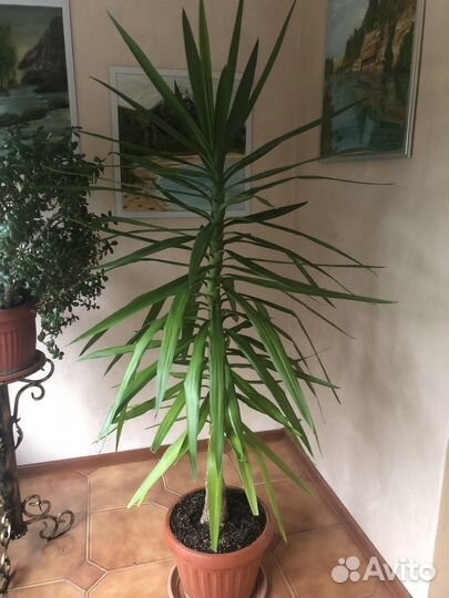 Продам цветы комнатные