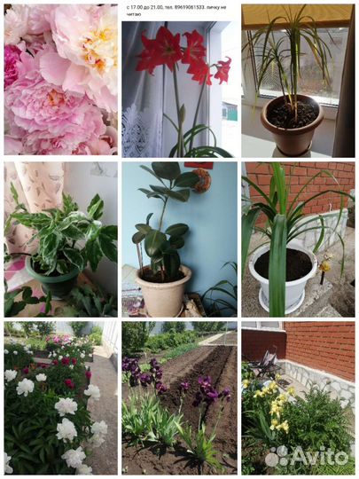 Цветы комнатные и нет