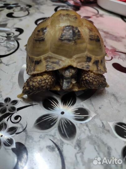 Черепаха сухопутная бесплатно