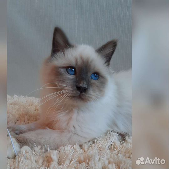 Священная бирма-мальчик блю пойнт