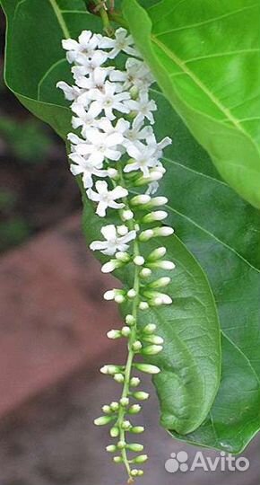 Цитарексилум