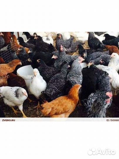 Куры утки гуси цыплята