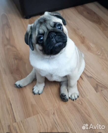 Щенки мопса мальчик
