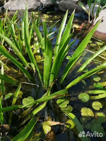 Растения для пруда