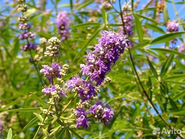 Витекс священный, элеутерококк, расторопша
