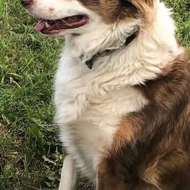 Австралийская овчарка, взрослая собака