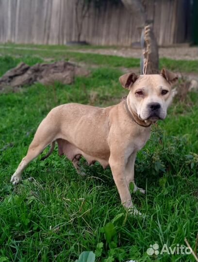 Собака Дина