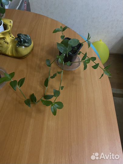 Кактус, пеперомия,хлорофитум