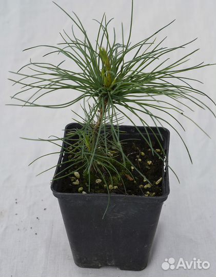 Сосна веймутова