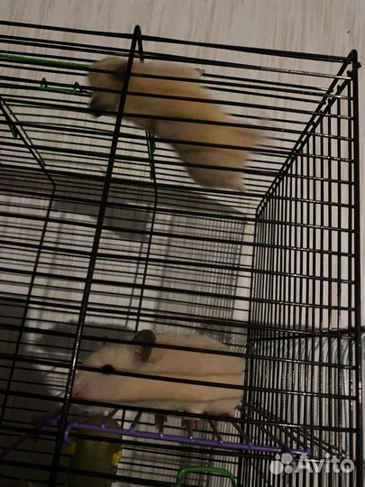 Сирийский хомяк мальчик