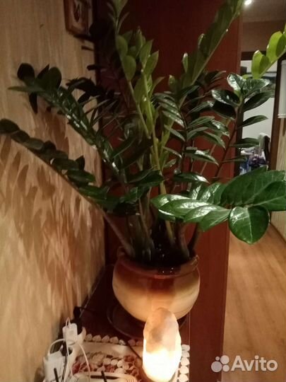 Замиокулькас