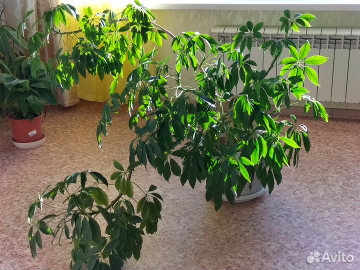 Шефлера крупная-горшок12л