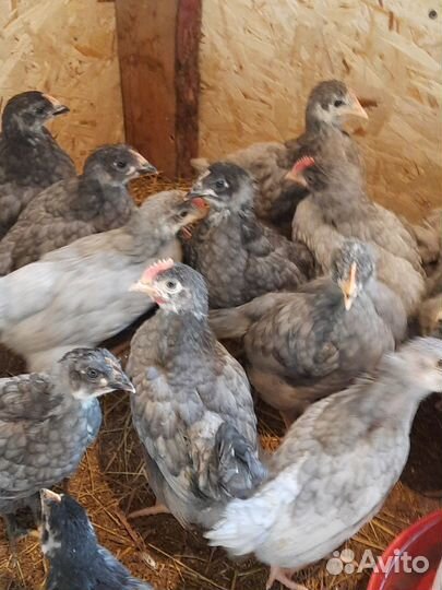 Продам петушков Доминант Д 107