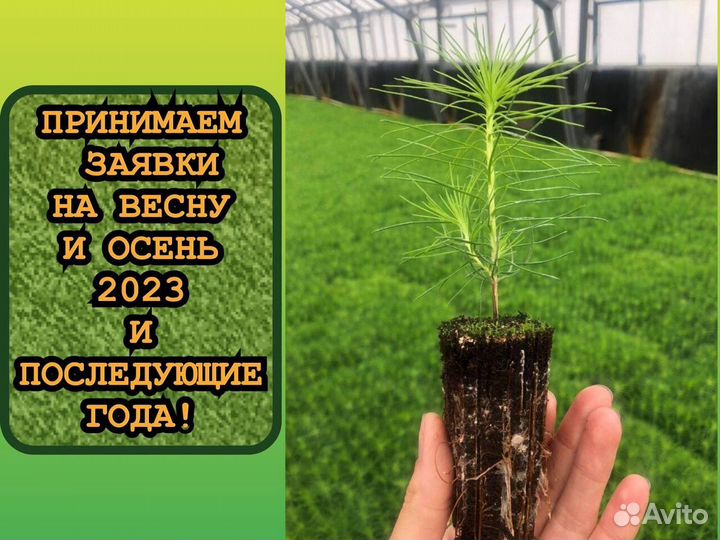 Сеянцы ели и сосны зкс