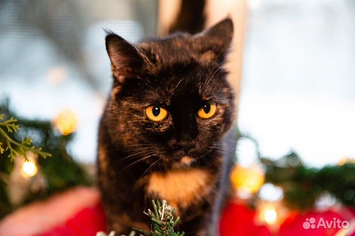 Кошки из приюта
