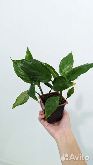 Спатифиллум женское счастье