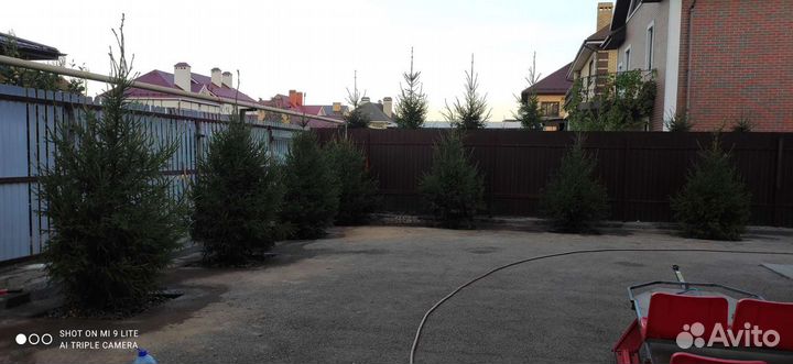 Саженцы хвойные деревья сосна ель