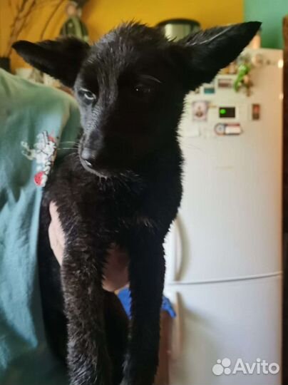 Щенки в добрые руки