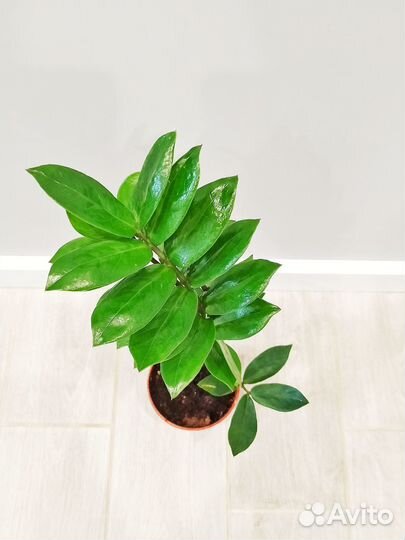 Аспарагус перистый, замиокулькас