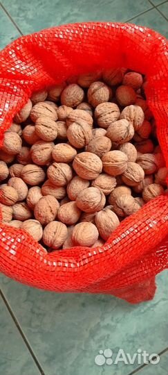 Орех грецкий