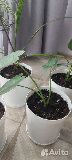 Алоказия, филодендрон, финиковая пальма, кислица