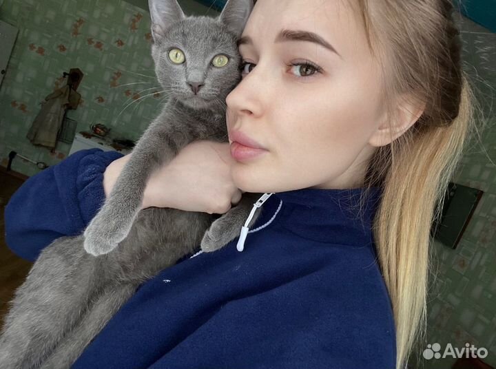 Передержка кошек