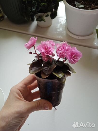 Фиалки цветущие