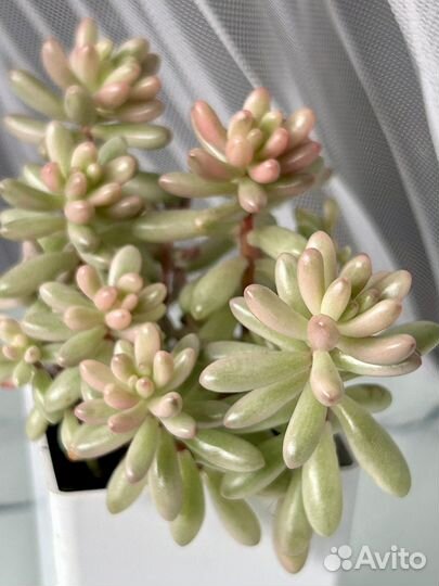 Суккуленты почтой