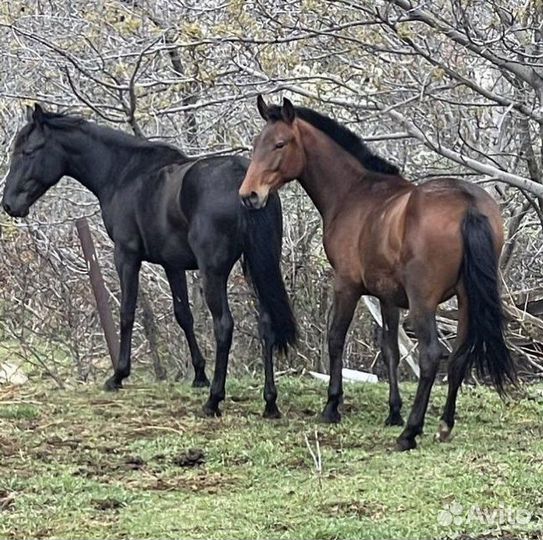 Карачаевский жеребец