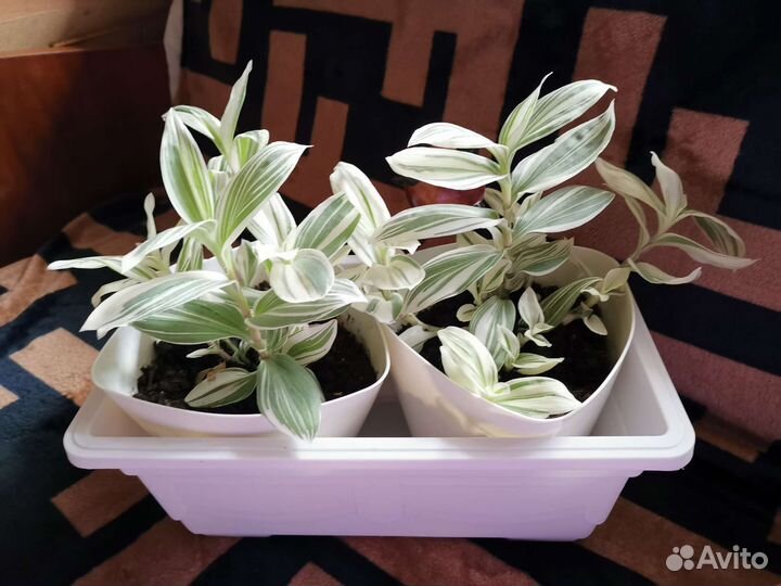 Комнатные растения традисканция