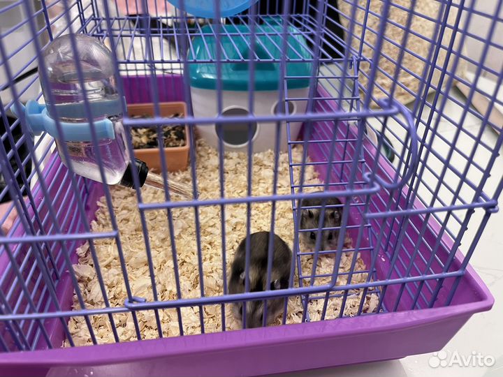 Джунгарский хомяк