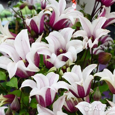 Клематис принцесса Кейт