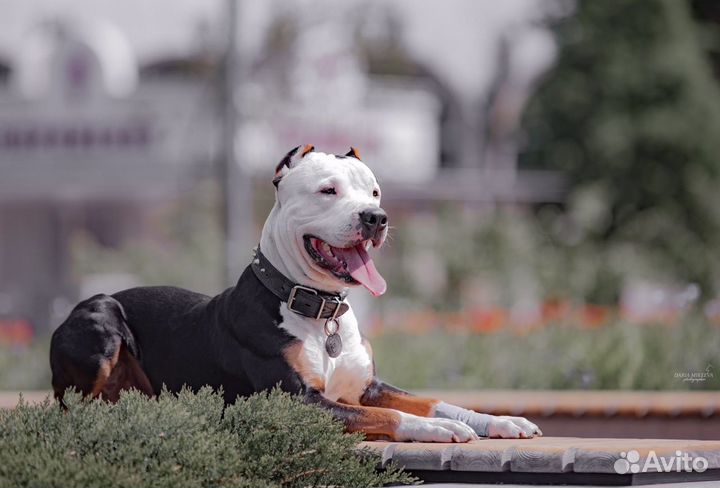 Американский питбультерьер